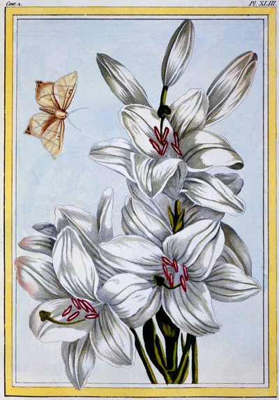 Die große weiße Lilie, ca. 1766 von Pierre Joseph Buchoz